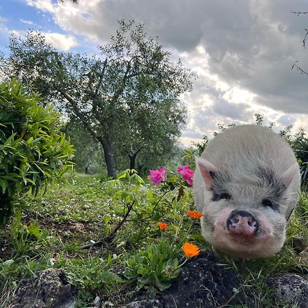 博恩孔文托Agriturismo Pieve Sprenna别墅 外观 照片